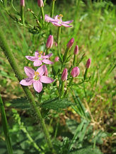 laurence-centaury.jpg