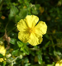 rock-rose-gaelle-roullet-nantes-redon.JP