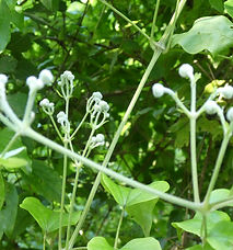 clématis-gaelle-roullet-44-56.JPG