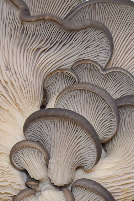 Unknown-2.jpg