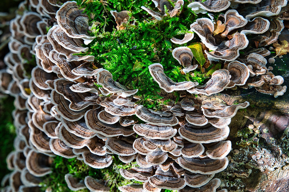 10ml Turkey Tail Liquid Culture (Trametes versicolor)