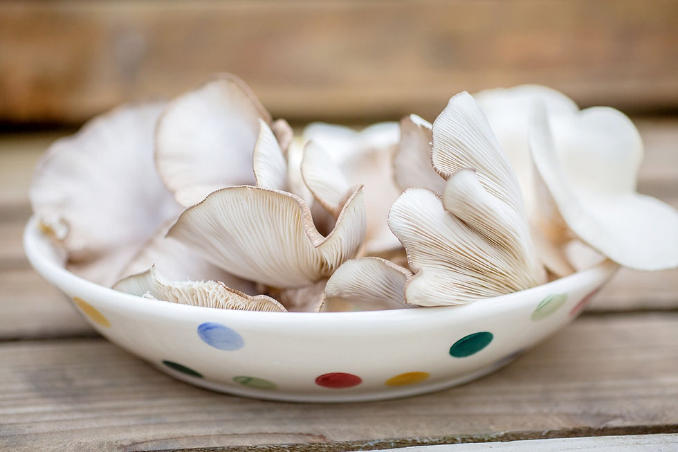 Thumbnail: OVERSTOCK mushroom easy grow kit gift box