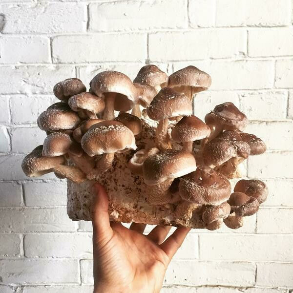 10ml Shiitake liquid culture (Lentinula Edodes)