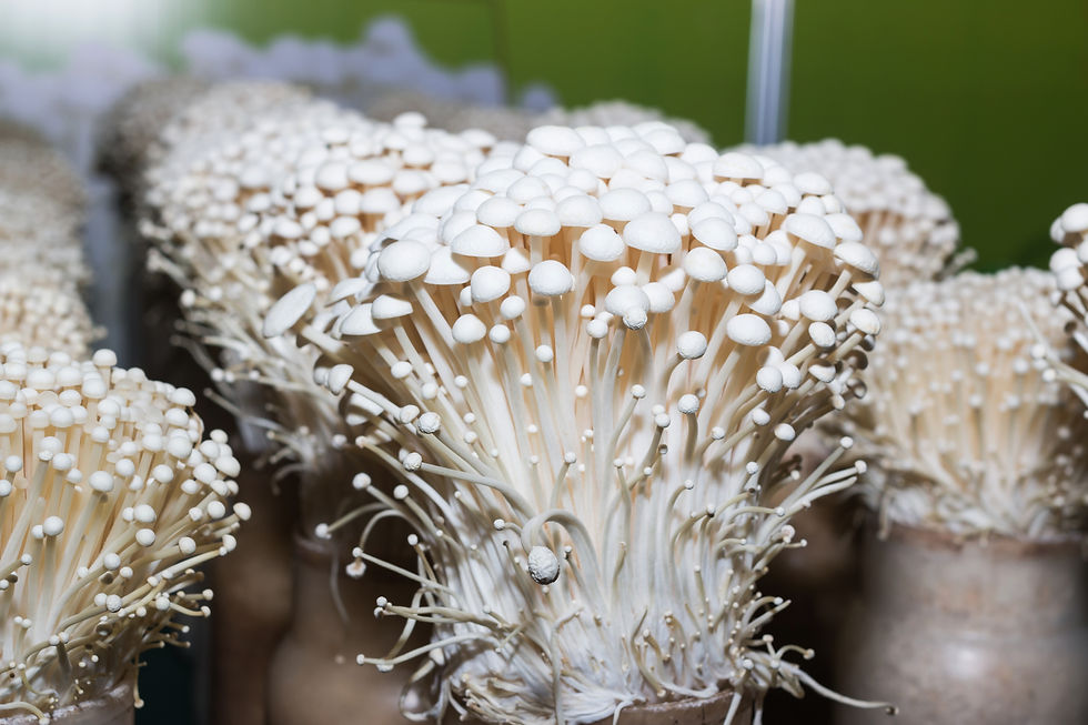 500g of Fresh Live Mushroom Grain Spawn