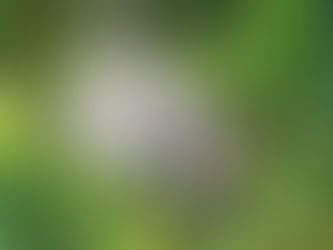 Ein Igel tagsüber im Garten...?