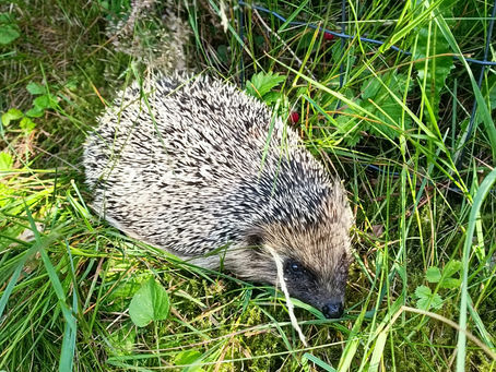 Ein Igel tagsüber im Garten...?