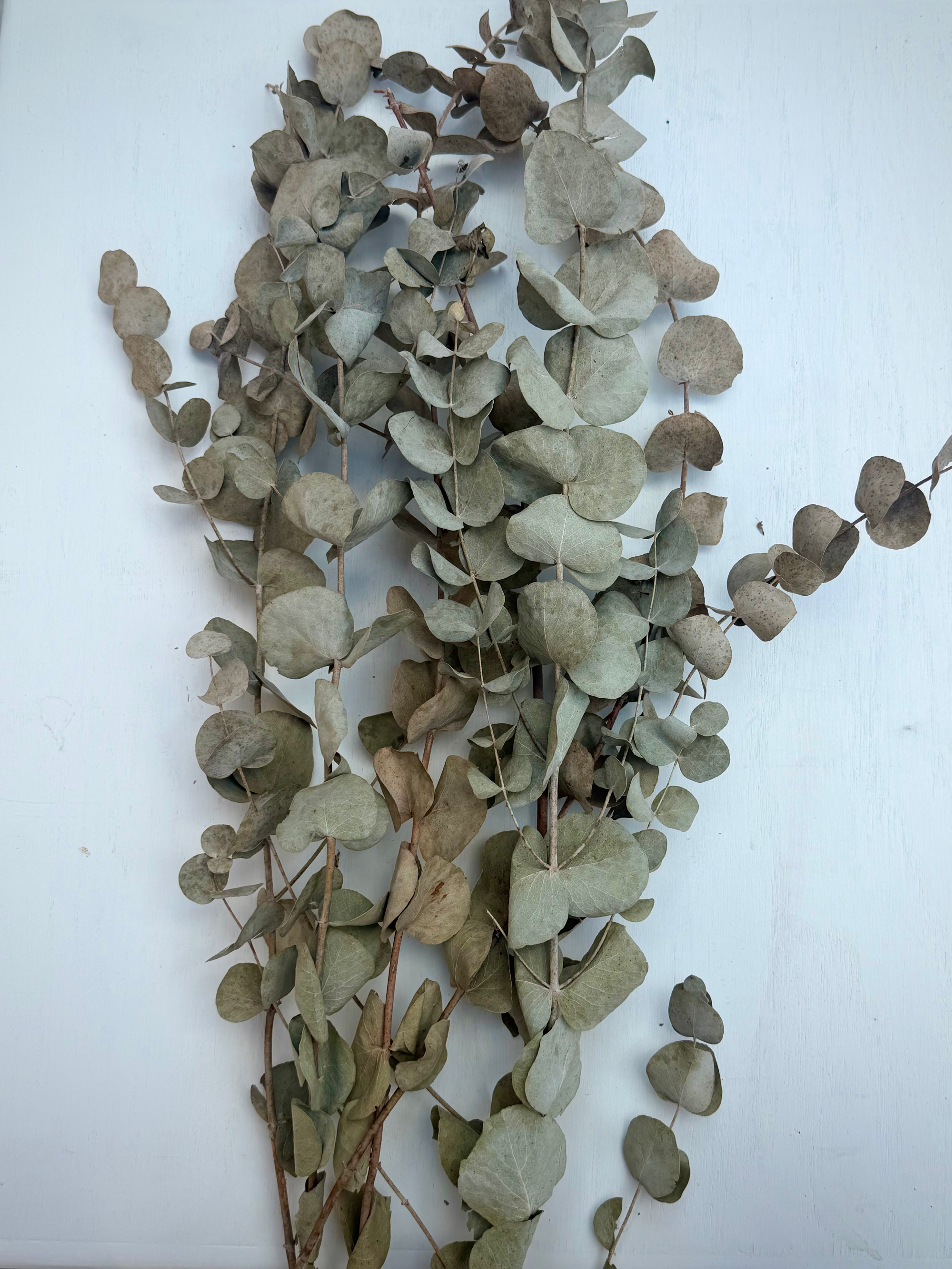 Dried Eucalyptus