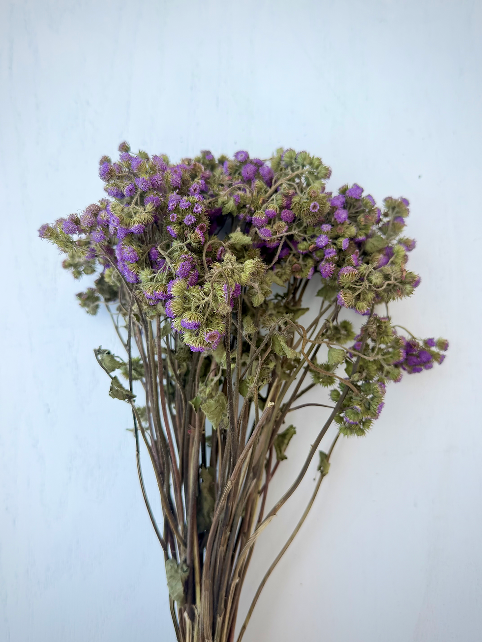 Thumbnail: Dried Ageratum