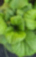 20241008_162942_edited.jpg