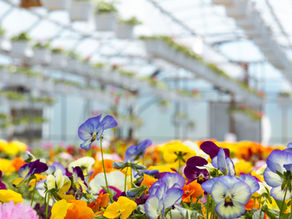 What’s Growing in the Greenhouse This Season at New Leaf