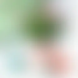 December Houseplant of the Month: Christmas Cactus