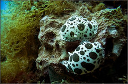 396734_300074910088921_78944426_n