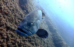 994314_473797179383359_922639626_n