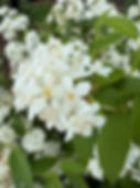 IMG_4448.jpeg