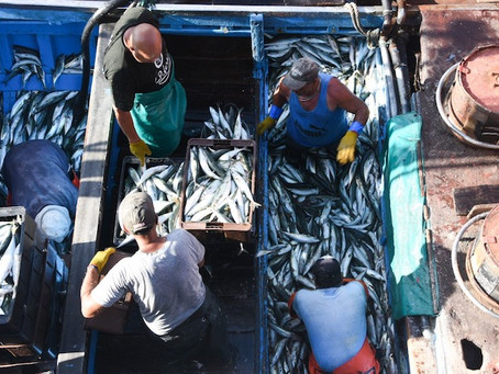 Comienza a regir la obligatoriedad de la Guía Única de Pesca en la provincia de Buenos Aires