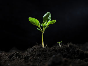 Yellow crop leaves or weak young livestock? Learn how ferrous sulphate fixes iron deficiency, with dosage, grades, heptahydrate vs monohydrate and bulk supply.