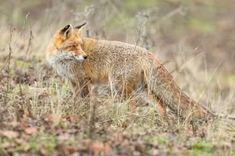 Natuurfotografie