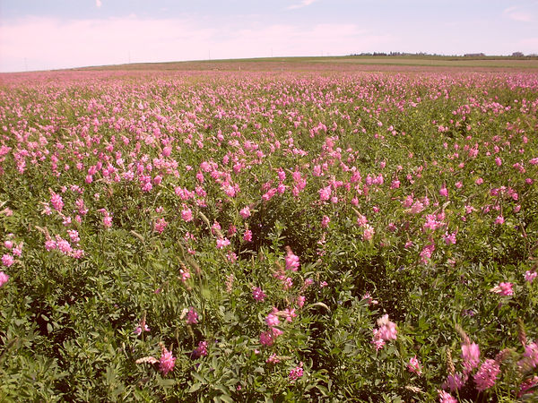 Sainfoin 2.JPG