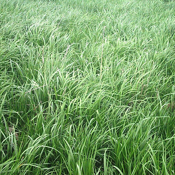 Tall Fescue.JPG