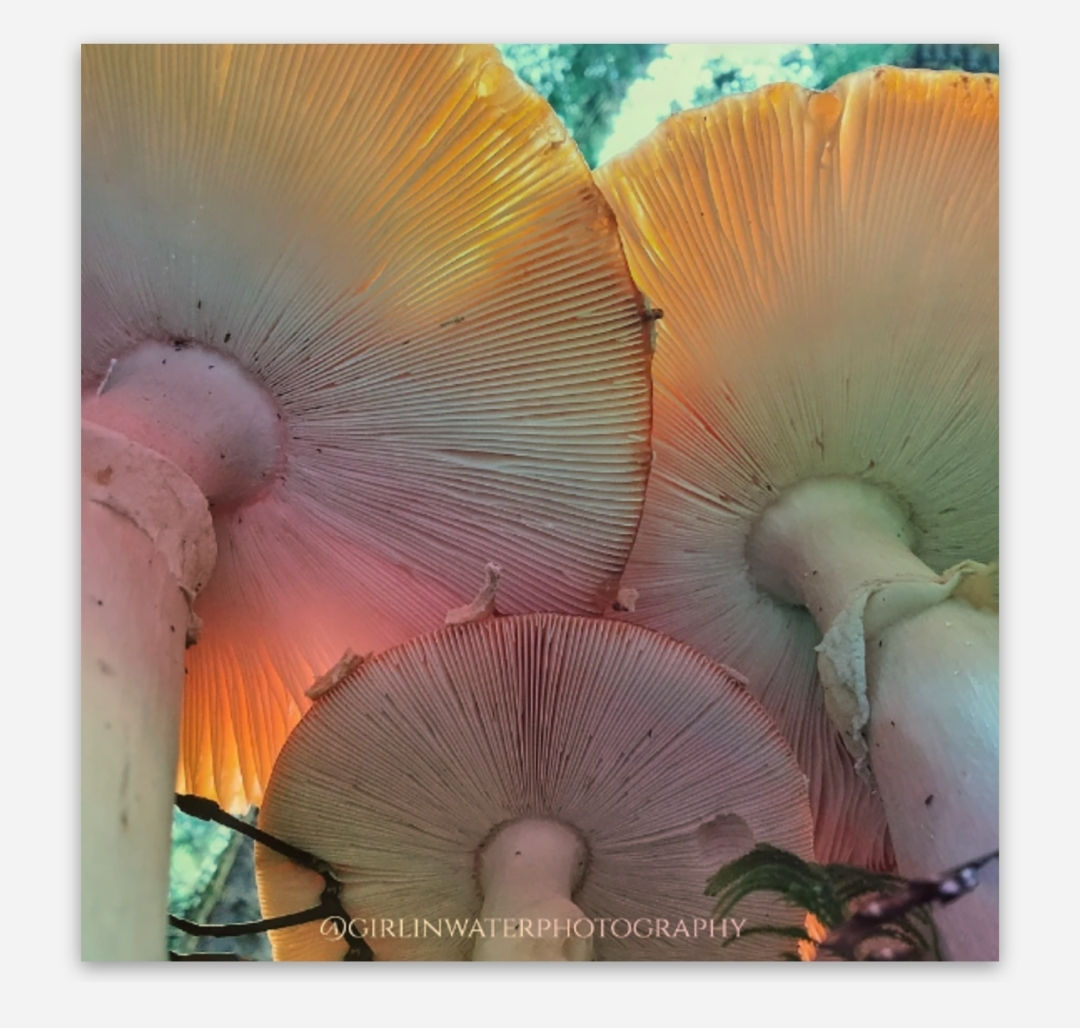 Holo Amanita Sticker