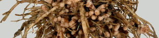 Farmers Quest for Nodules