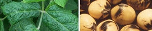 Soybean Seed Mottling