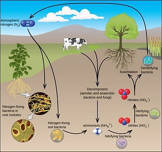 Nitrogen Regeneration Cycle