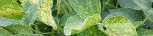Soybean Disease Management