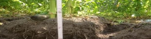 Controlled Traffic Farming
