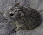 cochon d'inde agouti gris argent