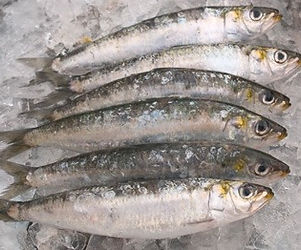 Sardine2_edited.jpg