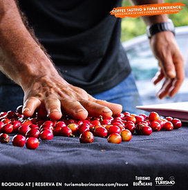 Degustación de Café y Experiencia en Finca Cafetalera