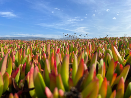 Ice Plant Field 1