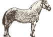 Caballo