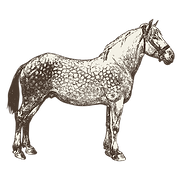 Criollo horse