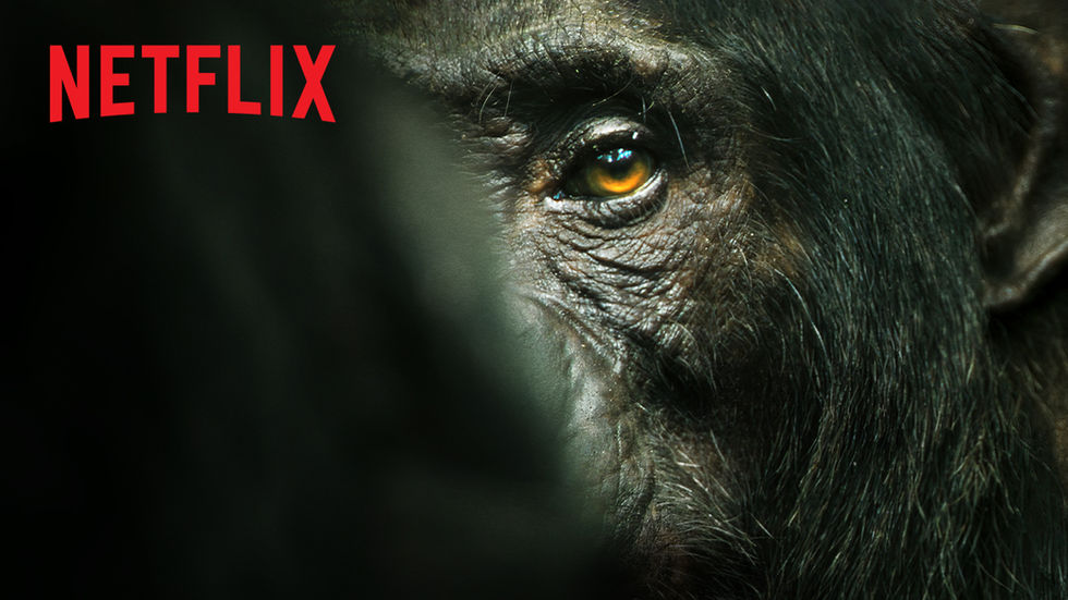 Chimp Empire | Mahershala Ali | Official Trailer | Netflix