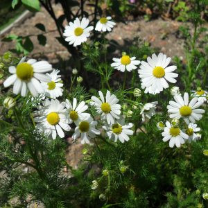 Chamomile - 10ml