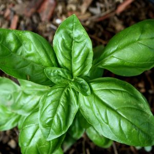 Basil - 10ml
