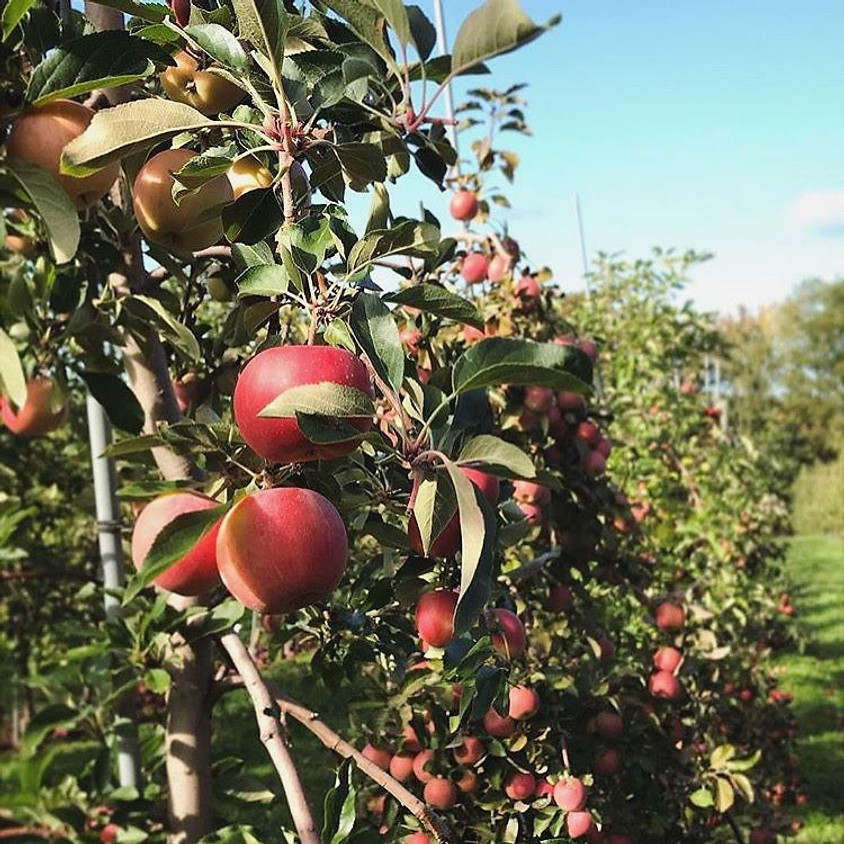 Pick Your Own Apples, Sunday 9/20