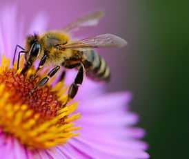 Bees in the garden..jpg