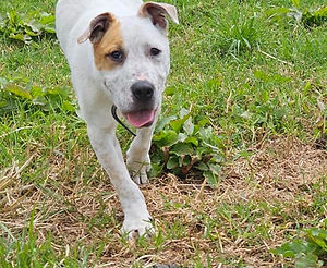 Chunks - Vada's Angels Animal Rescue