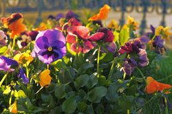 DSC02056_DxO