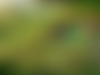 Immerse Yourself in Middle Earth: Lord of the Rings Ambiance Videos and Music Playlists for an Epic Tolkien Experience