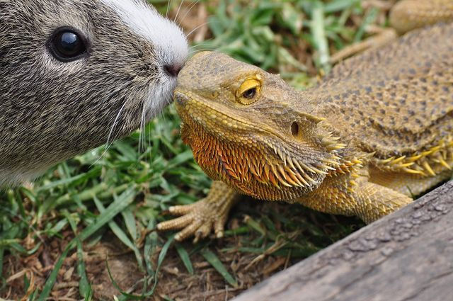 Reptile & Exotic Animal Show-pending 