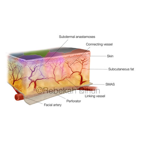 Perforasome model of facial arterial supply