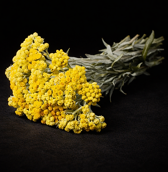 immortelle oil
