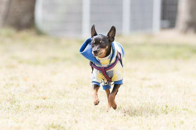 3月25日_ミニピンオフ会が開催されました。_ピン君の勇姿見て下さい😊__応援