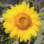 Photo du rédacteur: GEM Les Tournesols
