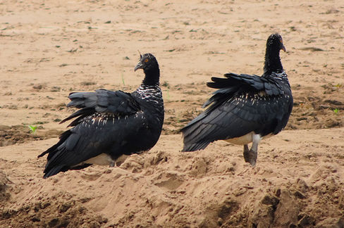 Tambopata nature reserve, peru, amazon, rainforest, bird