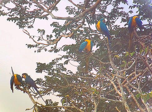 Tambopata nature reserve, peru, amazon, rainforest, clay lick, macaw, parrot